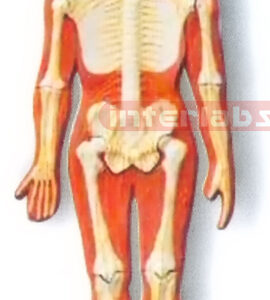 HANGING HUMAN SKELETAL NERVES SYSTEM MODEL