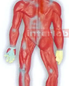 MAGNET-HANGING HUMAN MUSCLES SYSTEM MODEL