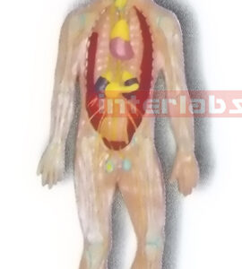 HANGING HUMAN BLOOD FULL CIRCULATION SYSTEM MODEL