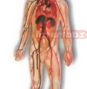 HITCH-HANGING HUMAN BLOOD ARTERY CIRCULATION SYSTEM MODEL