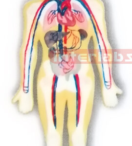 HANGING HUMAN BLOOD FULL CIRCULATION SYSTEM MODEL