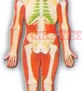 HANGING, HUMAN SKELETAL SYSTEM MODEL
