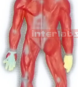 HITCH-HANGING, HUMAN MUSCLES SYSTEM MODEL