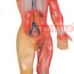 HITCH HANGING HUMAN LYMPHATIC SYSTEM MODEL