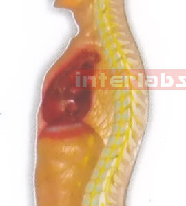 HITCH-HANGING MALE HUMAN AUTONOMIC NERVOUS SYSTEM MODEL