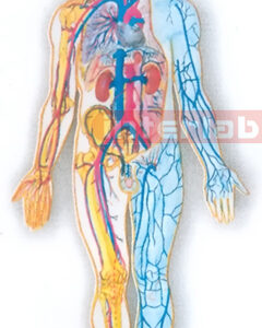 MAGNET-HANGING HUMAN BLOOD CIRCULATION SYSTEM MODEL