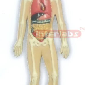 HITCH-HANGING HUMAN ORGANS SYSTEM MODEL
