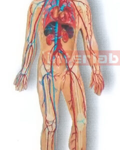 MAGNET-HANGING HUMAN VEIN CIRCULATION SYSTEM MODEL