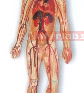 MAGNET-HANGING HUMAN ARTERY CIRCULATION SYSTEM MODEL