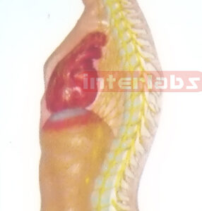 SMALL HANGING MALE HUMAN AUTONOMIC NERVOUS SYSTEM MODEL