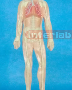 SMALL HUMAN SKELETON RESPIRATORY SYSTEM MODEL