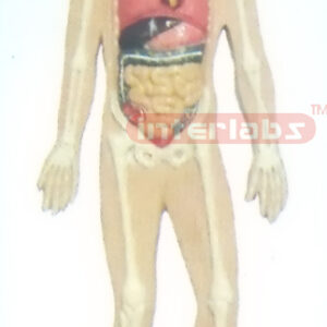 SMALL HANGING HUMAN ORGANS SYSTEM MODEL