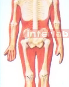 SMALL HANGING HUMAN SKELETAL NERVES SYSTEM MODEL
