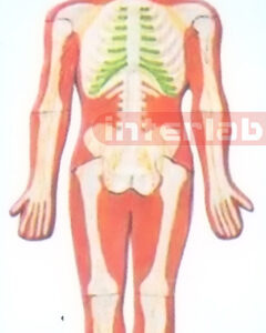 SMALL HANGING HUMAN SKELETAL NERVES SYSTEM MODEL
