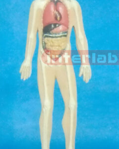 SMALL HUMAN ORGANS SYSTEM MODEL
