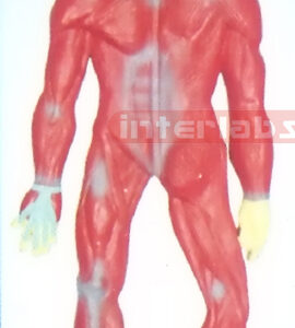 SMALL HANGING HUMAN MUSCLES SYSTEM MODEL