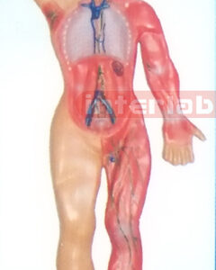 SMALL HANGING HUMAN LYMPHATIC SYSTEM MODEL