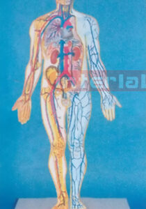 SAMLL HUMAN BLOOD FULL CIRCULATION SYSTEM MODEL