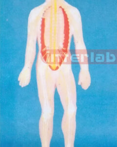 SMALL HUMAN SKELETAL NERVE SYSTEM MODEL