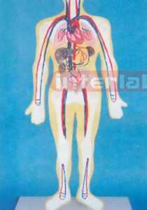 SMALL HUMAN BLOOD FULL CIRCULATION SYSTEM MODEL