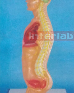 SMALL MALE HUMAN AUTONOMIC NERVOUS SYSTEM MODEL