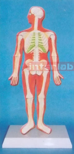 SMALL HUMAN SKELETAL SYSTEM MODEL