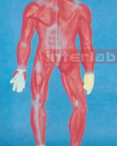 SMALL HUMAN MUSCLES SYSTEM MODEL
