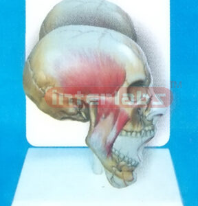 DESK-TYPE, HUMAN FACE DISTRIBUTION MODEL WITH MAIN ARTERY WIDESCRIPTION PLATE