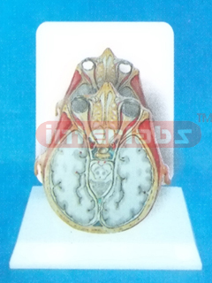 DESK-TYPE, HUMAN SKULL CT MODEL WITH DESCRIPTION PLATE