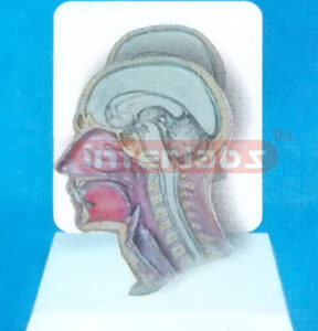 DESK-TYPE, HUMAN HEAD & NECK ANATOMICAL MODEL WITH DESCRIPTION PLATE