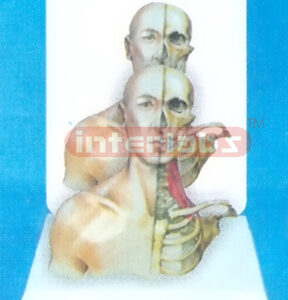 DESK-TYPE, HUMAN HEAD, NECK & THORACIC CAVITY MODEL WITH HALF MUSCLE & HALF SKELETAL ANATOMY WITH DESCRIPTION PLATE
