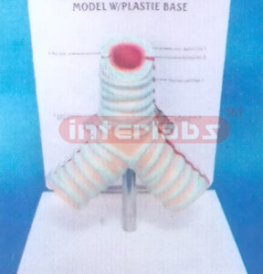 MIDDLE HUMAN HEALTH TRACHEA MODEL WITH PLASTIC BASE