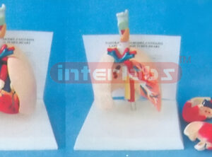 DESK-TYPE HUMAN LYNAX HEART AND LUNG MODEL