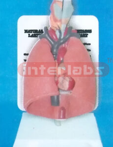DESK-TYPE HUMAN LYNAX HEART AND LUNG MODEL