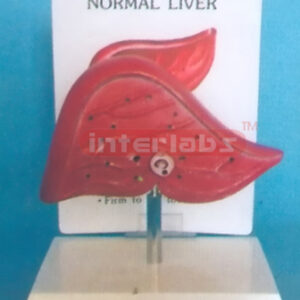 DESK TYPE NORMAL LIVER MODEL WITH DESCRIPTION PLATE