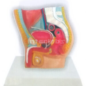 DESK-TYPE MALE HEALTH URINARY PELVIS MODEL WITH DESCRIPTION PLATE