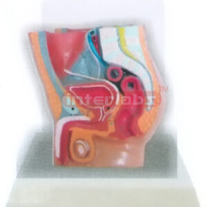 DESK-TYPE MALE HEALTH URINARY PELVIS MODEL WITH DESCRIPTION PLATE