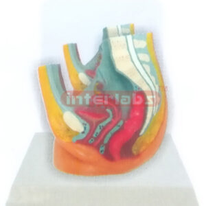 DESK-TYPE FEMALE HEALTH URINARY PELVIS MODEL WITH DESCRIPTION PLATE