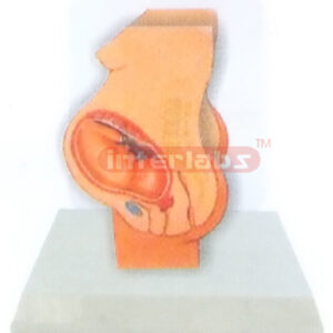 DESK-TYPE,THE POSITION MODEL OF THE CHILD BEFORE BIRTH WITH DESCRIPTION PLATE