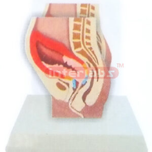 DESK-TYPE THE BIRTH PROCESS MODEL (AFTER) WITH DESCRIPTION PLATE