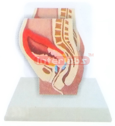 DESK-TYPE THE BIRTH PROCESS MODEL (AFTER) WITH DESCRIPTION PLATE