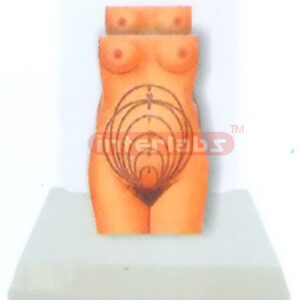 DESK-TYPE, THE POSITION MODEL OF THE CHILD BEFORE BIRTH WITH DESCRIPTION PLATE