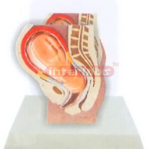 DESK-TYPE,THE POSITION MODEL OF THE CHILD BEFORE BIRTH WITH DESCRIPTION PLATE