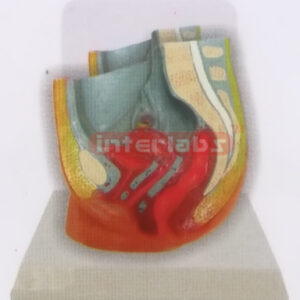 DESK-TYPE, FEMALE HEALTH URINARY PELVIS MODEL WITH DESCRIPTION PLATE