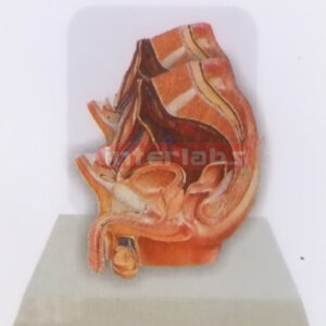 DESK- TYPE, MALE HEALTH URINARY PELVIS MODEL W/DESCRIPTION PLATE