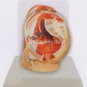 DESK-TYPE, MALE HEALTH URINARY PELVIS MODEL WITH DESCRIPTION PLATE