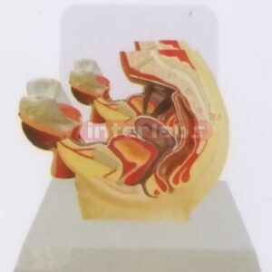 DESK-TYPE, FEMALE HEALTH URINARY PELVIS MODEL WITH DESERIPTION PLATE