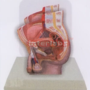 DESK-TYPE, MALE HEALTH URINARY PELVIS MODEL WITH DESCRIPTION PLATE