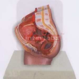 DESK-TYPE, FEMALE HEALTH  URINARY PELVIS MODEL WITH DESCRIPTION PLATE