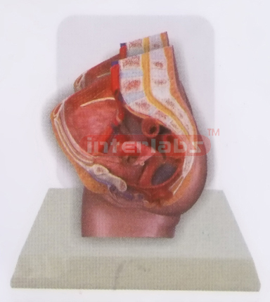 DESK-TYPE, FEMALE HEALTH URINARY PELVIS MODEL WITH DESCRIPTION PLATE